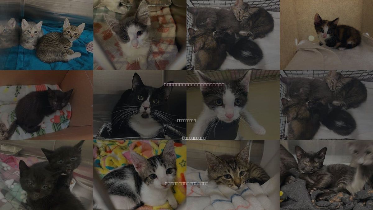 Cats for Adoption in Santa Ana, California
