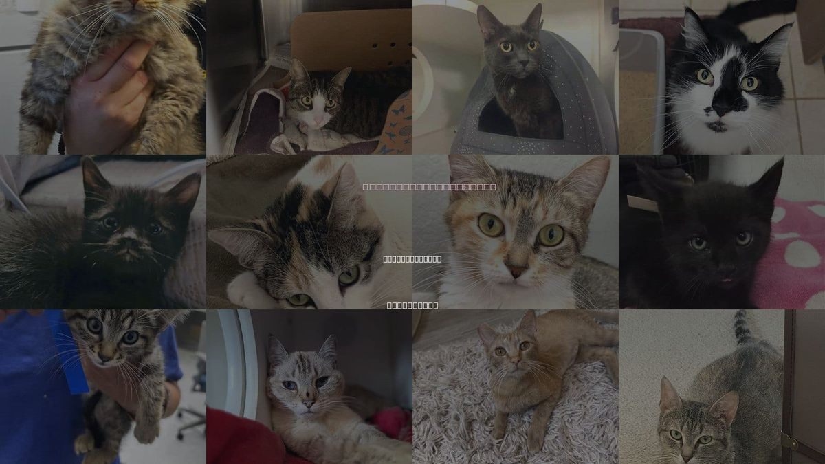 Cats for Adoption in Santa Barbara, California