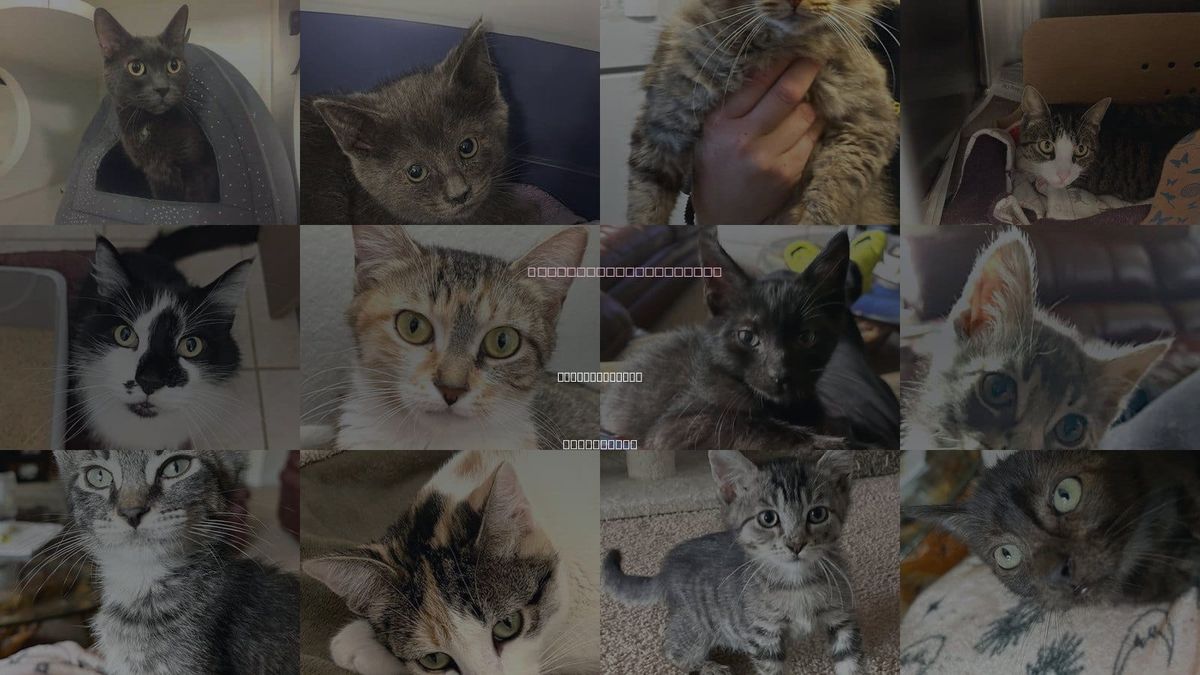 Cats for Adoption in Santa Barbara, California