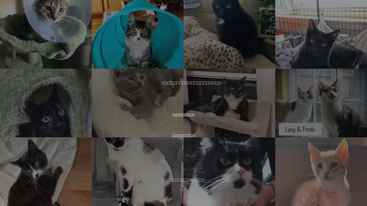 Cats for Adoption in Santa Clara, California