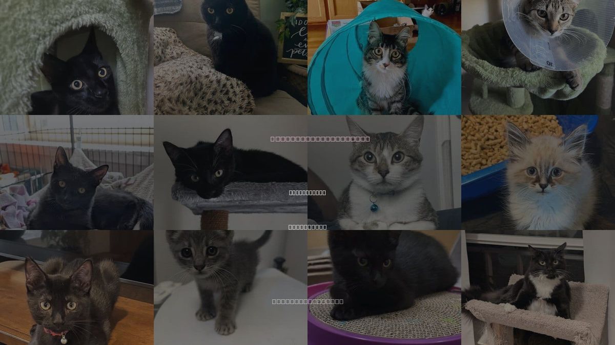 Cats for Adoption in Santa Clara, California