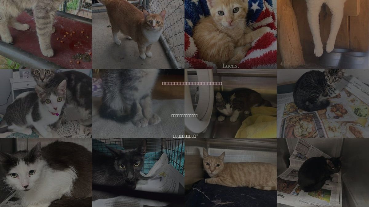 Cats for Adoption in Santa Clarita, California