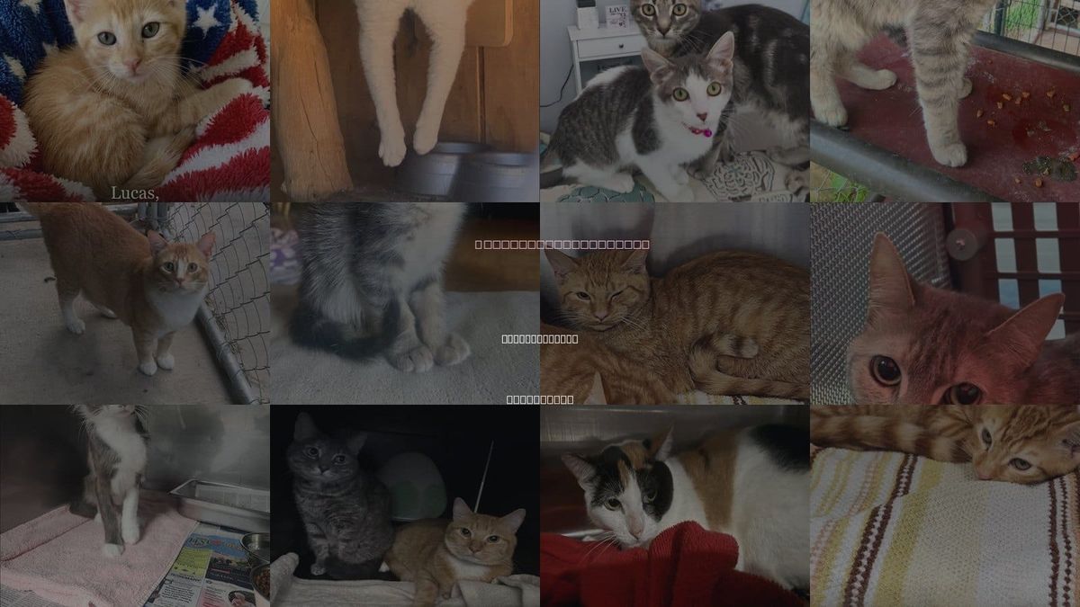 Cats for Adoption in Santa Clarita, California