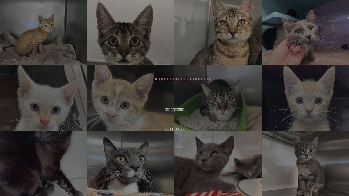 Cats for Adoption in Santa Cruz, California