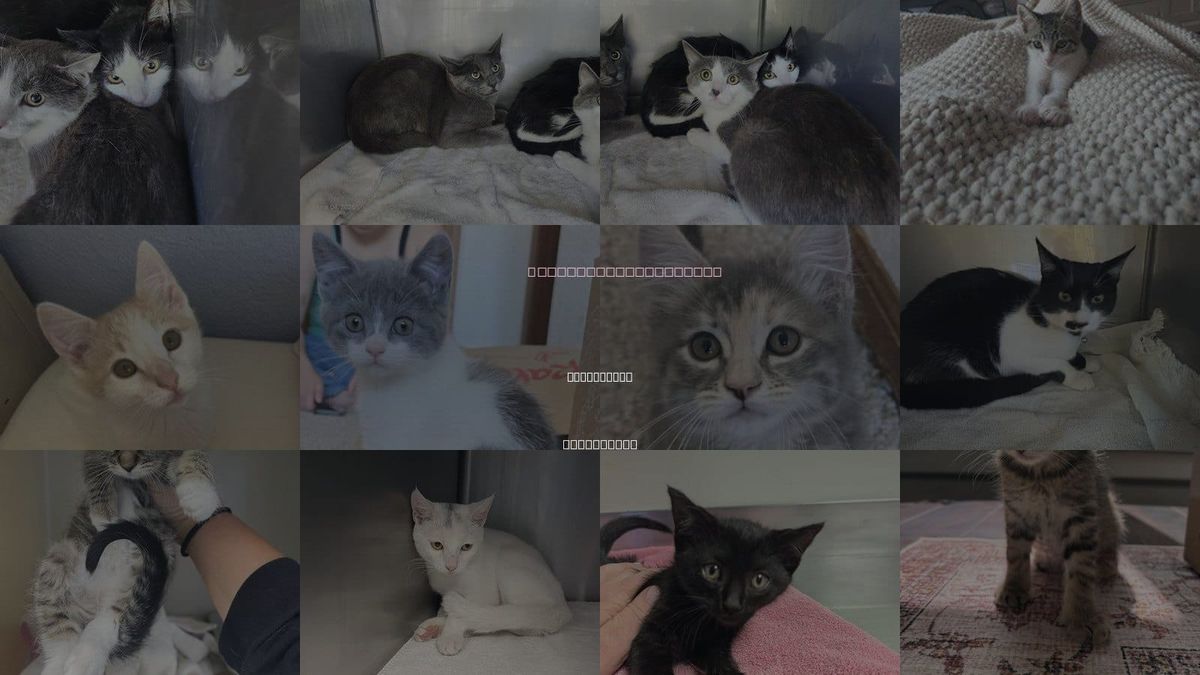 Cats for Adoption in Santa Cruz, California