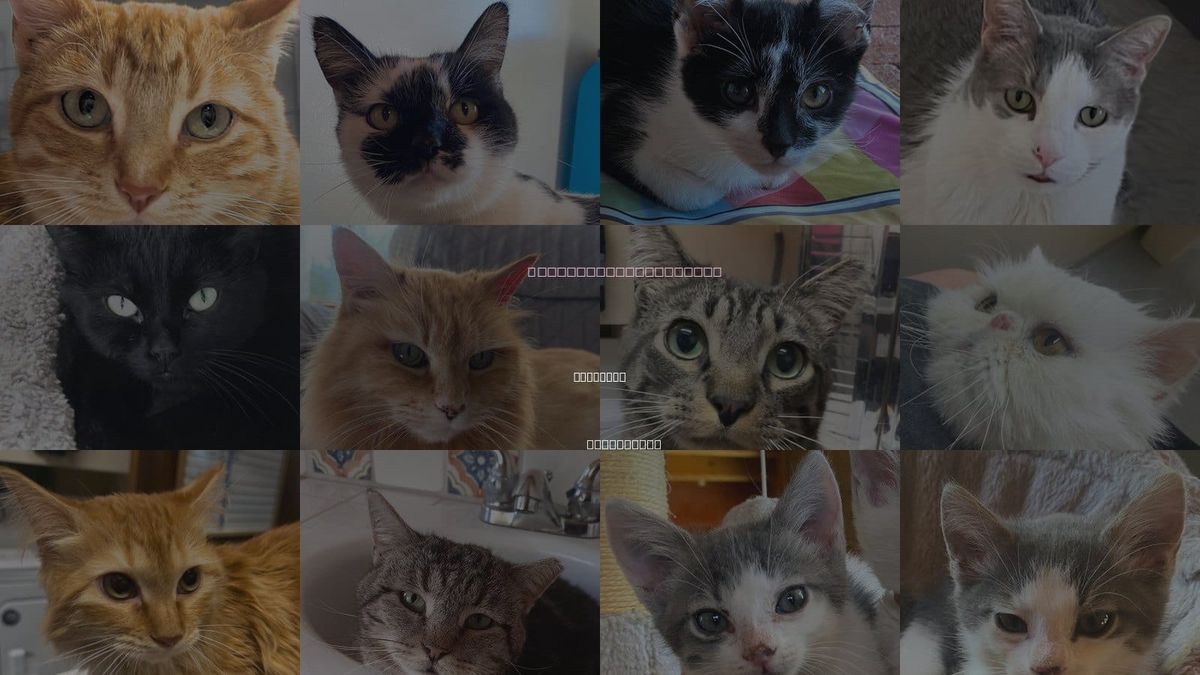 Cats for Adoption in Santa Fe, New Mexico