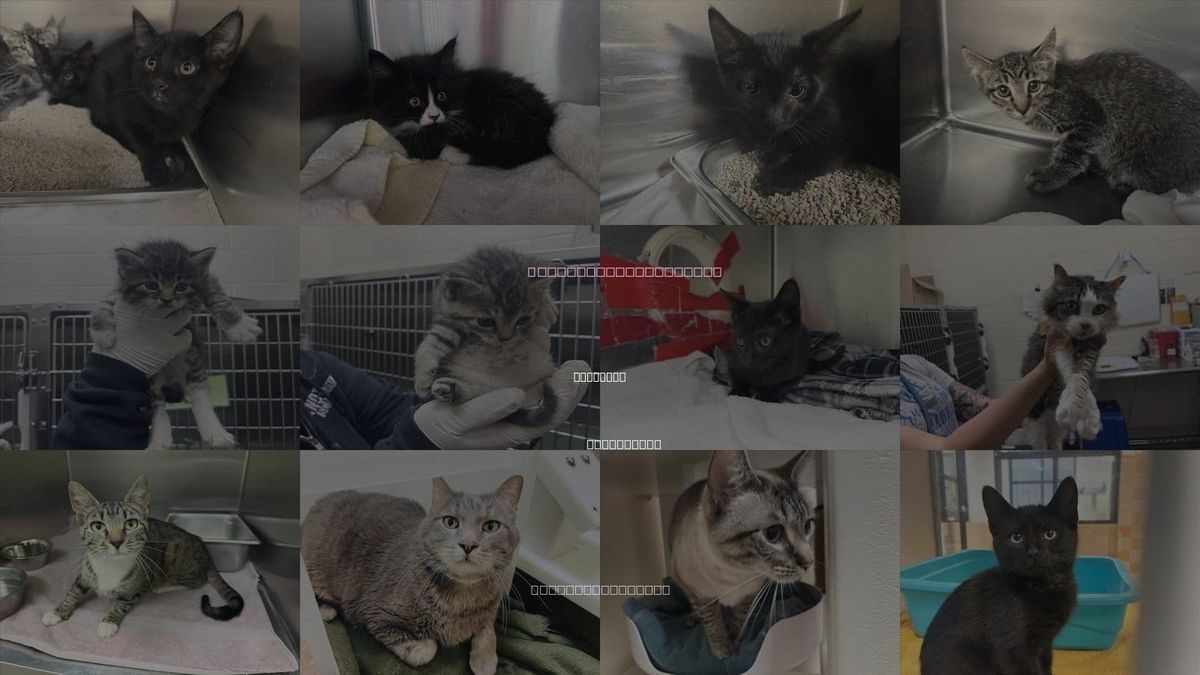 Cats for Adoption in Santa Fe, New Mexico
