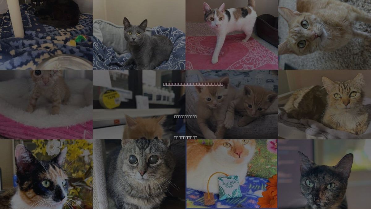 Cats for Adoption in Santa Maria, California