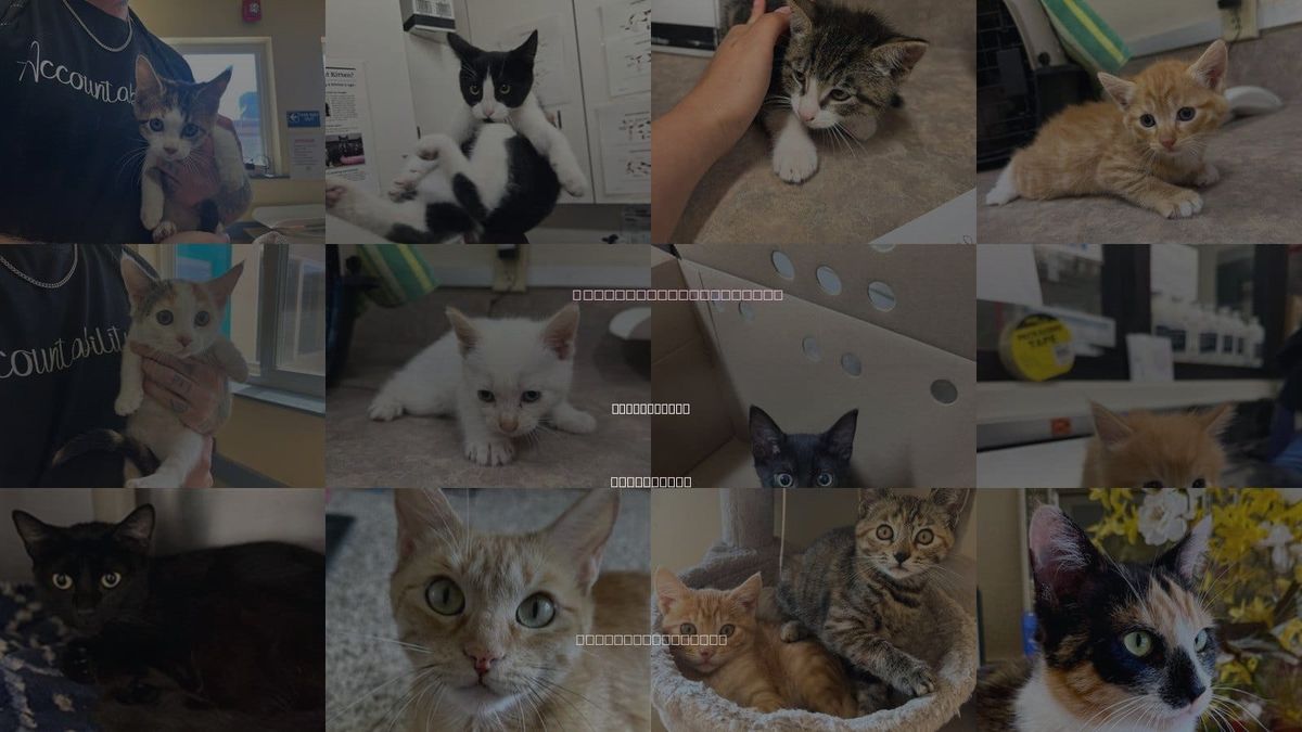 Cats for Adoption in Santa Maria, California