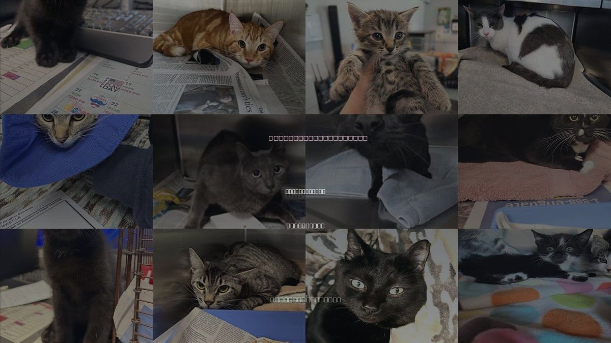 Cats for Adoption in Santa Monica, California