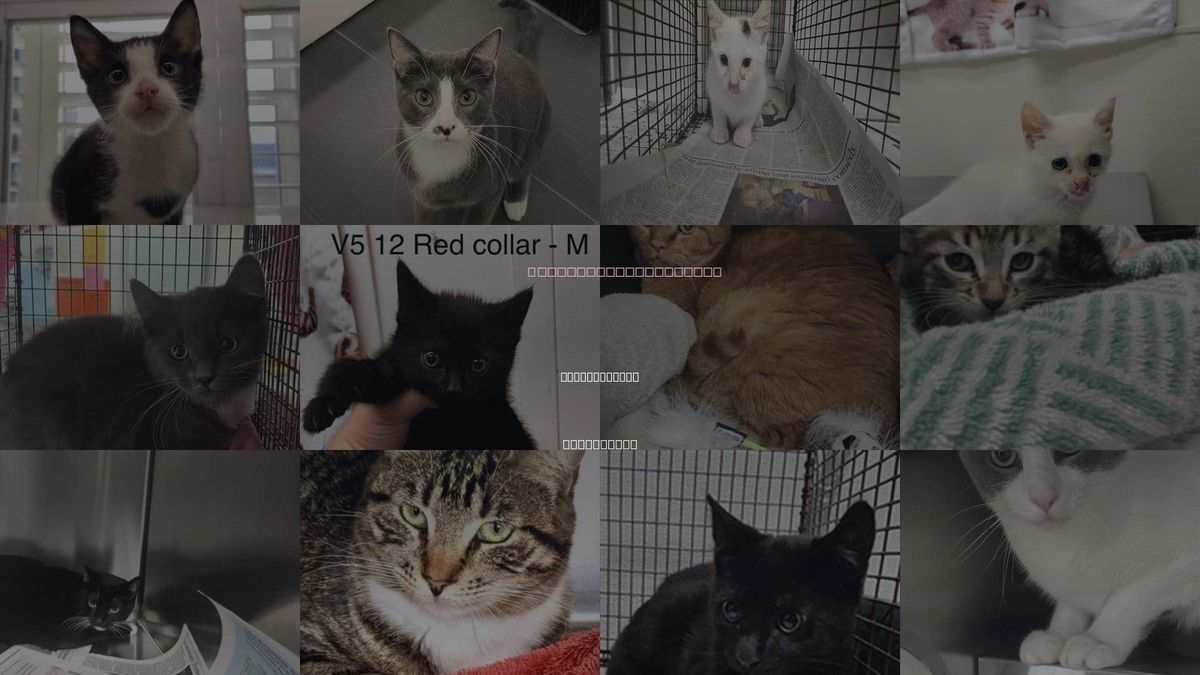 Cats for Adoption in Santa Monica, California