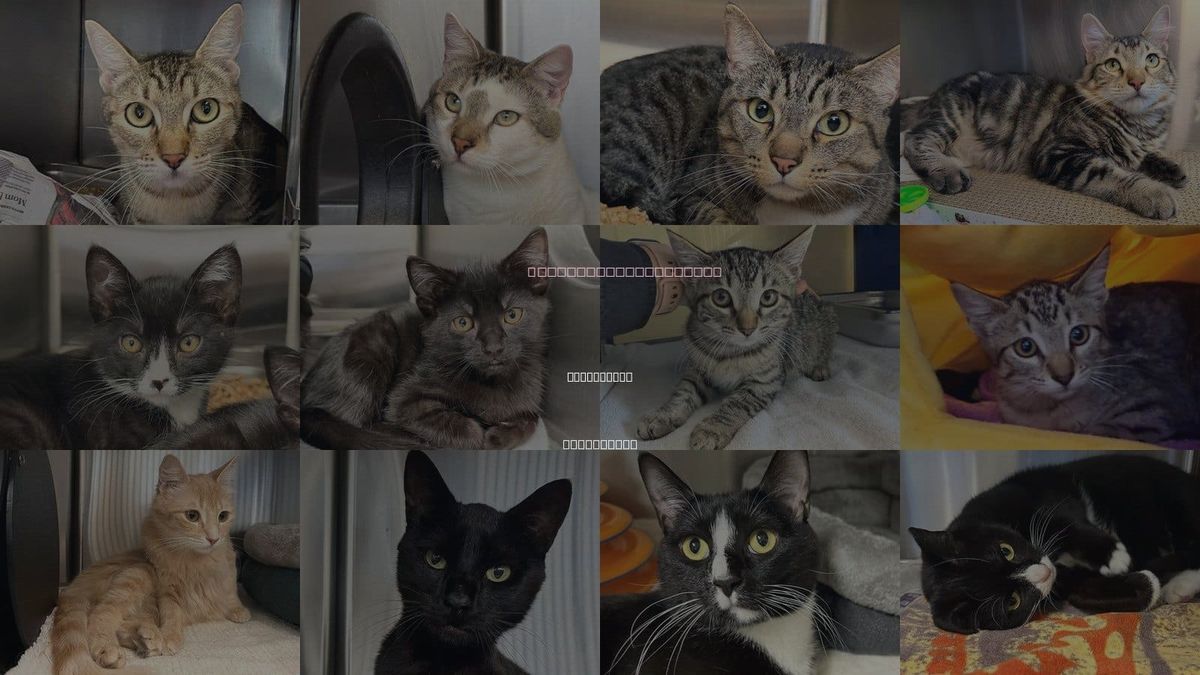 Cats for Adoption in Santa Rosa, California