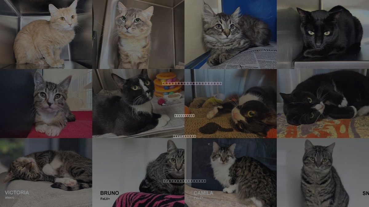 Cats for Adoption in Santa Rosa, California