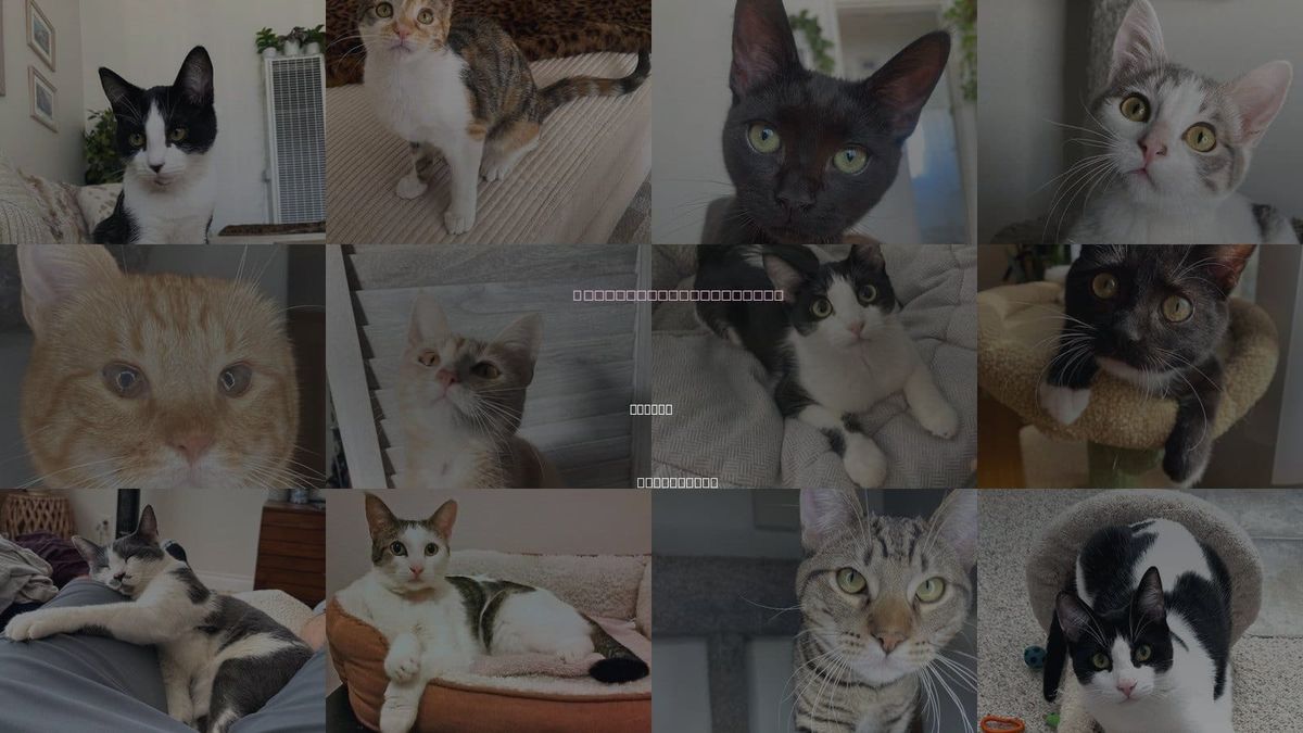Cats for Adoption in Santee, California