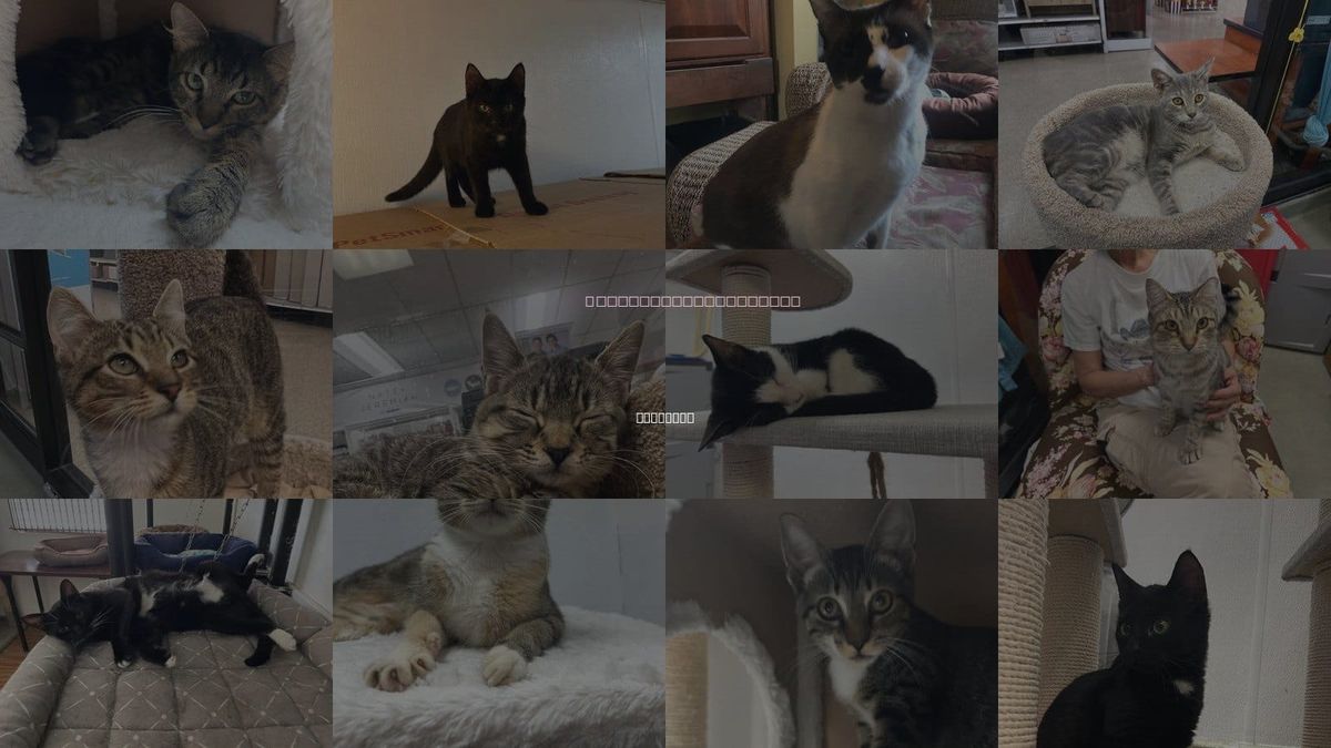 Cats for Adoption in Sarasota, Florida