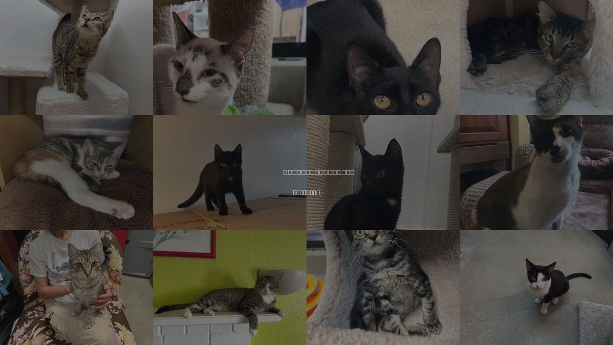 Cats for Adoption in Sarasota, Florida