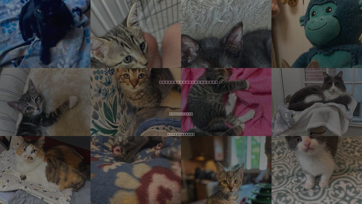 Cats for Adoption in Saunderstown, Rhode Island