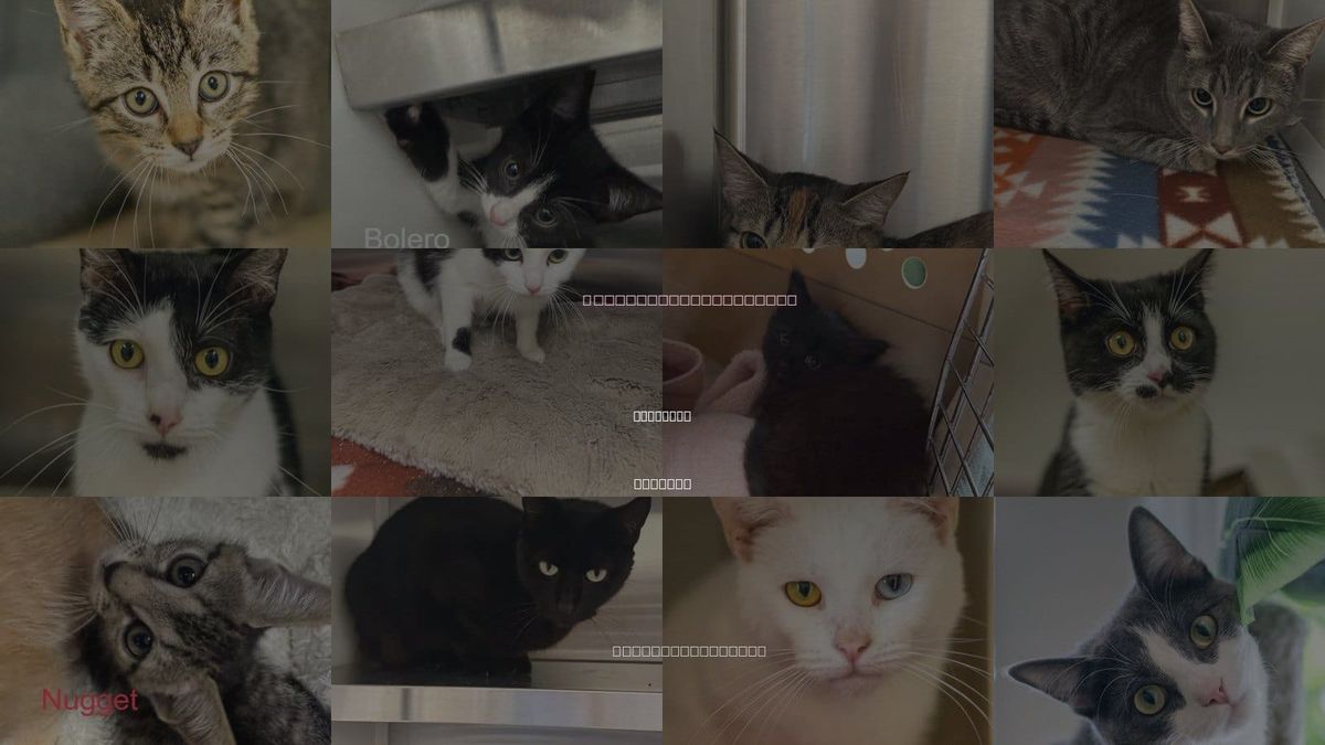 Cats for Adoption in Savannah, Georgia