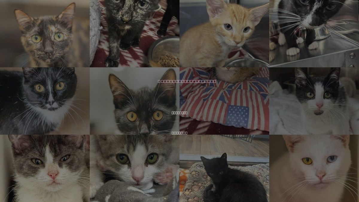 Cats for Adoption in Savannah, Georgia