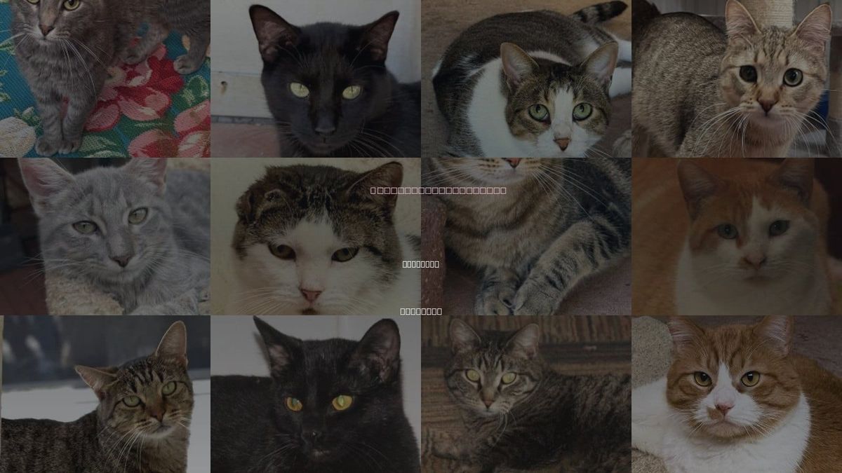 Cats for Adoption in Savannah, Missouri