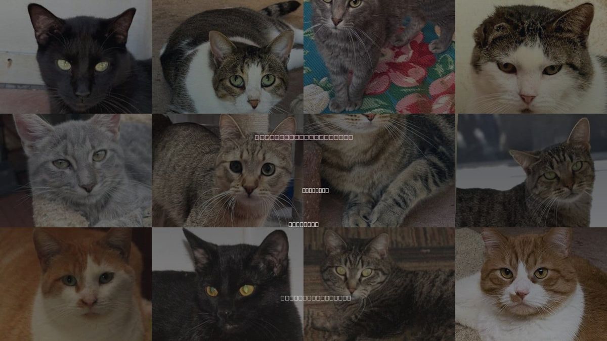 Cats for Adoption in Savannah, Missouri