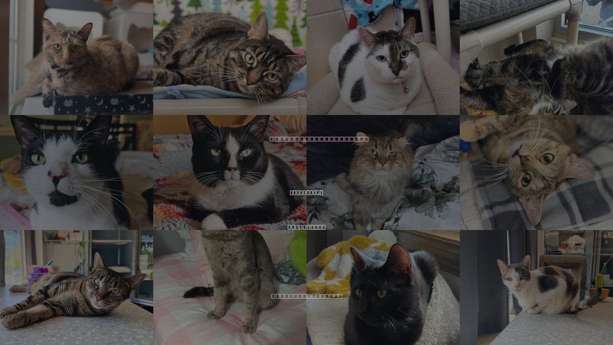 Cats for Adoption in Sayreville, New Jersey