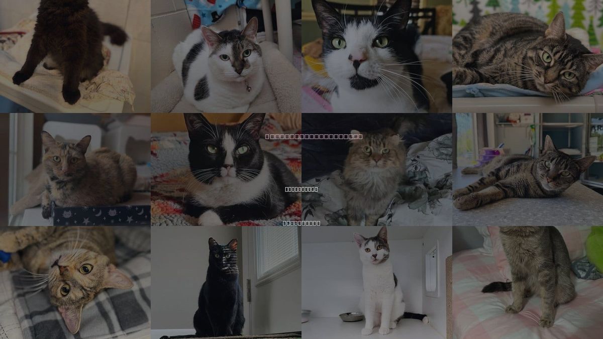 Cats for Adoption in Sayreville, New Jersey