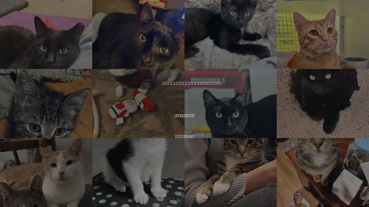 Cats for Adoption in Schaumburg, Illinois