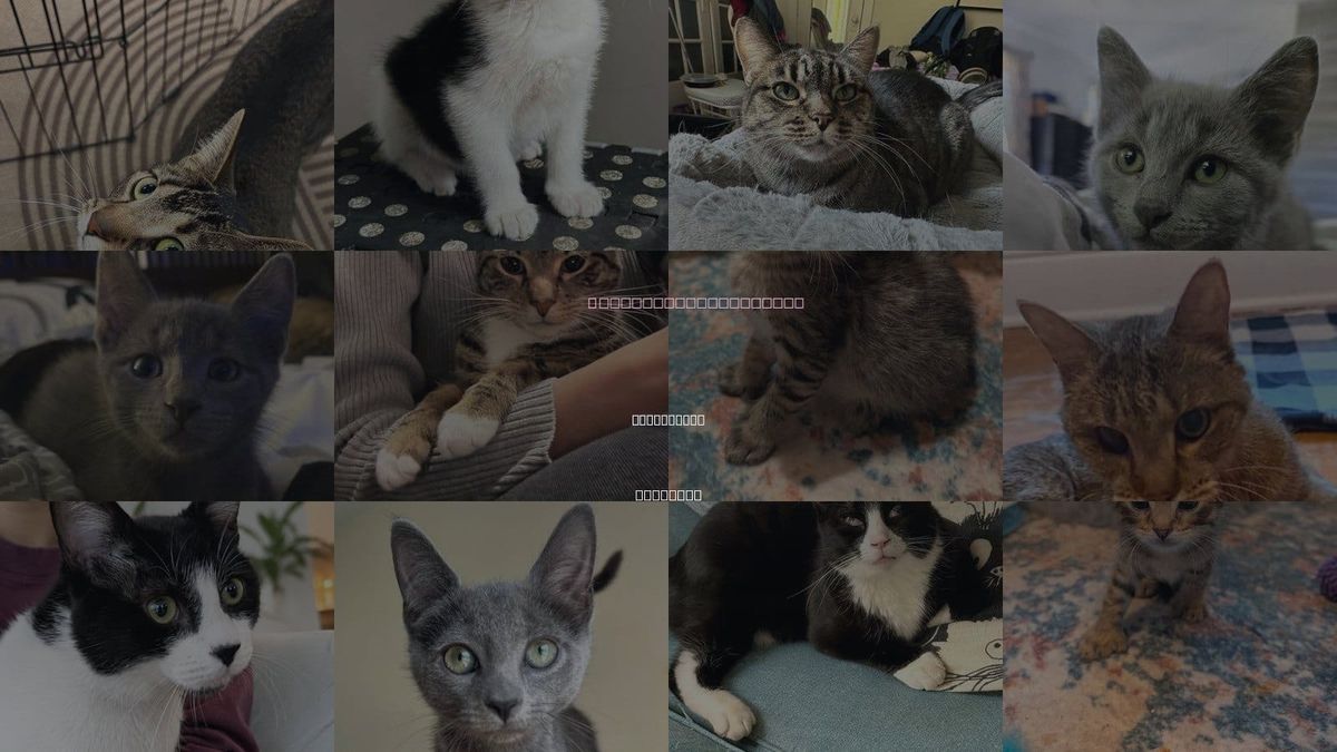 Cats for Adoption in Schaumburg, Illinois