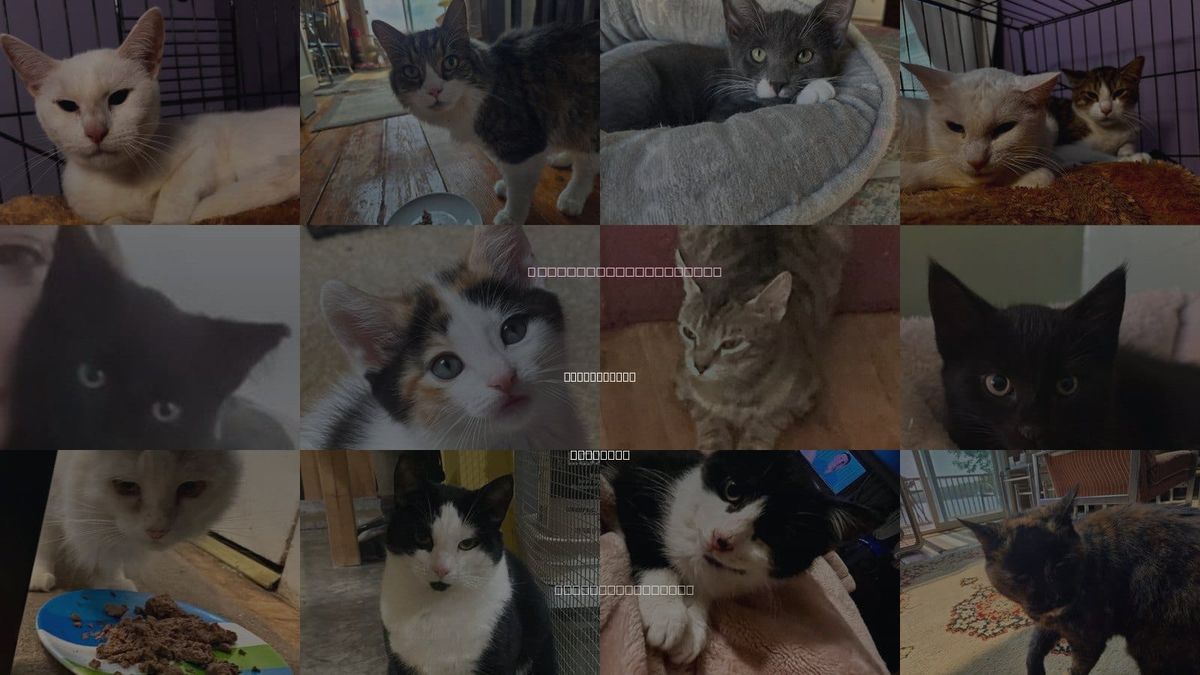 Cats for Adoption in Schenectady, New York