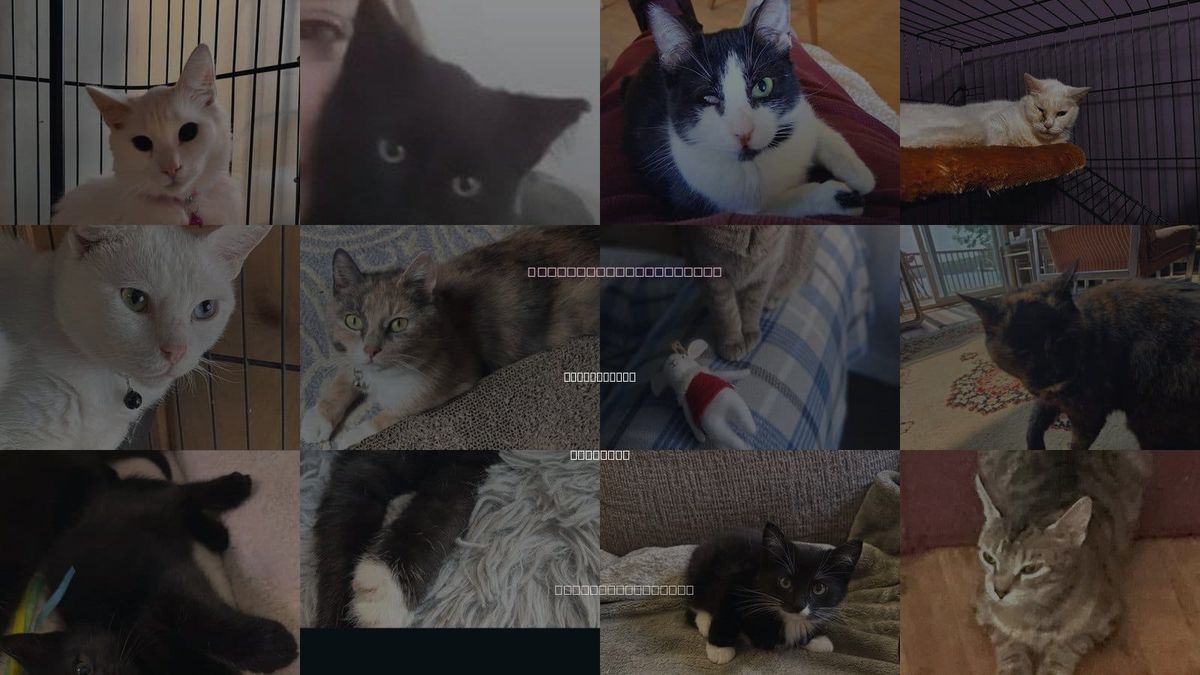 Cats for Adoption in Schenectady, New York