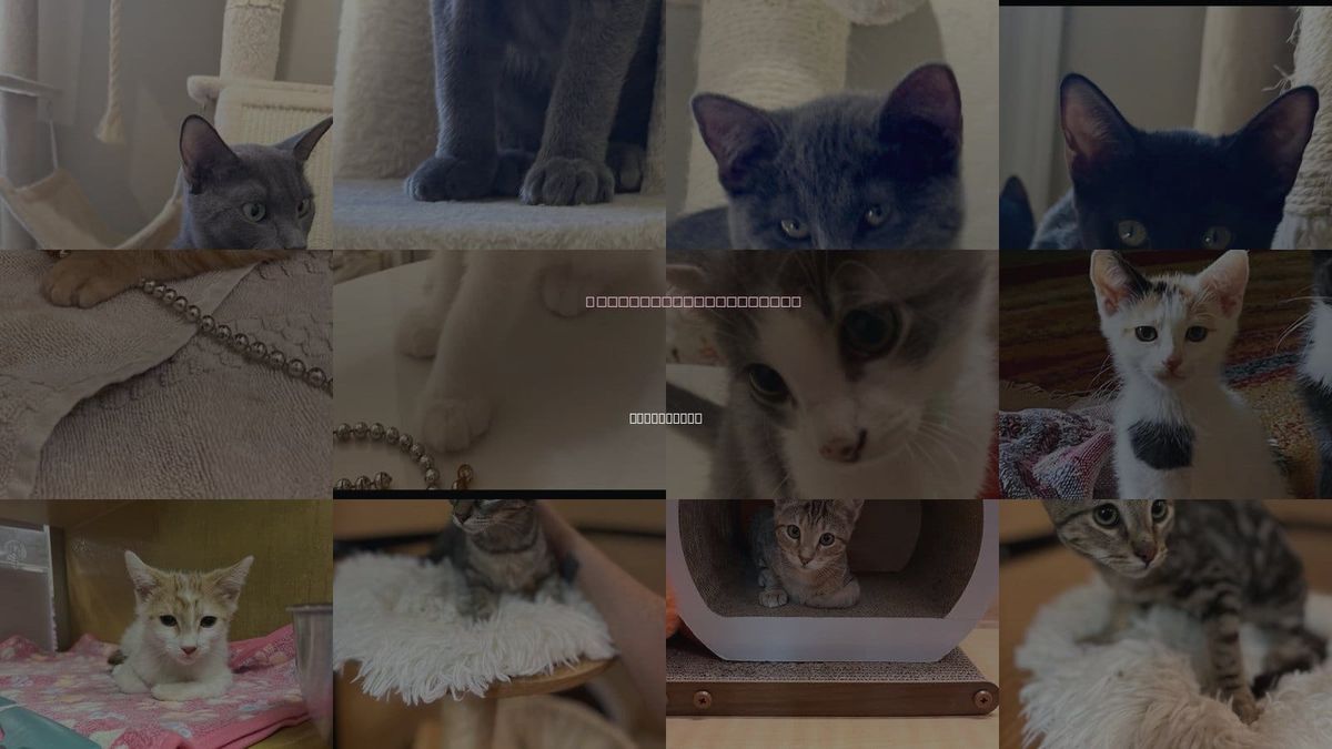 Cats for Adoption in Scottsdale, Arizona