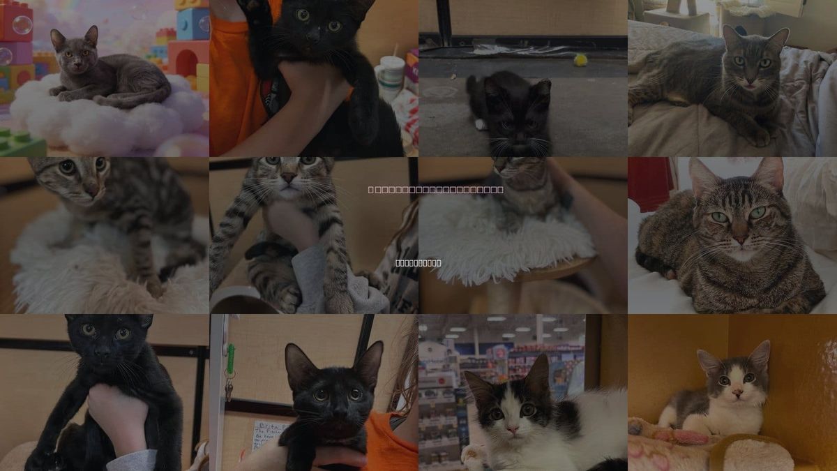 Cats for Adoption in Scottsdale, Arizona