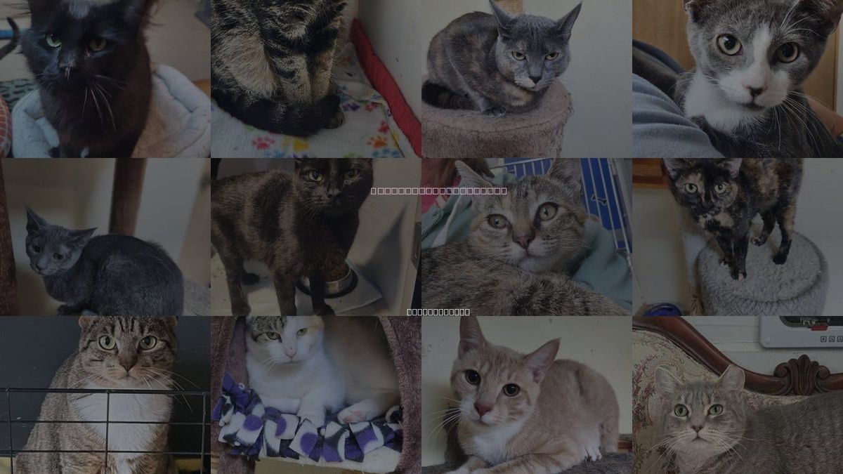 Cats for Adoption in Scranton, Pennsylvania