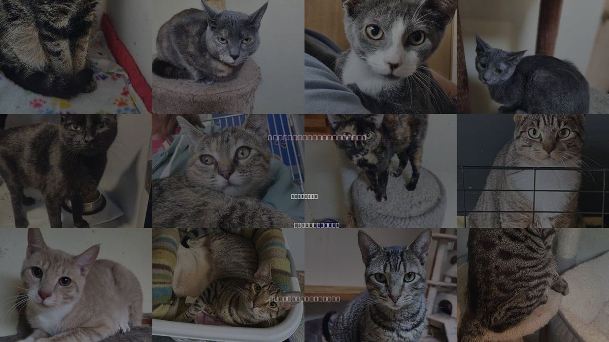 Cats for Adoption in Scranton, Pennsylvania
