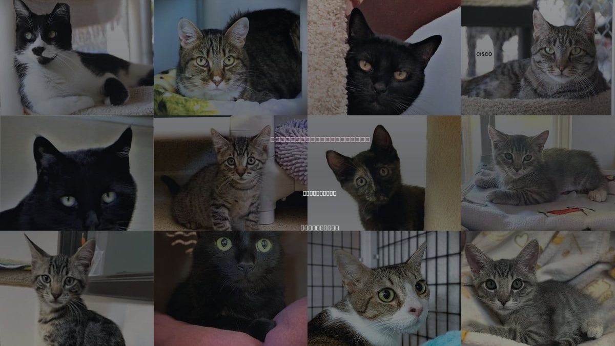 Cats for Adoption in Seal Beach, California