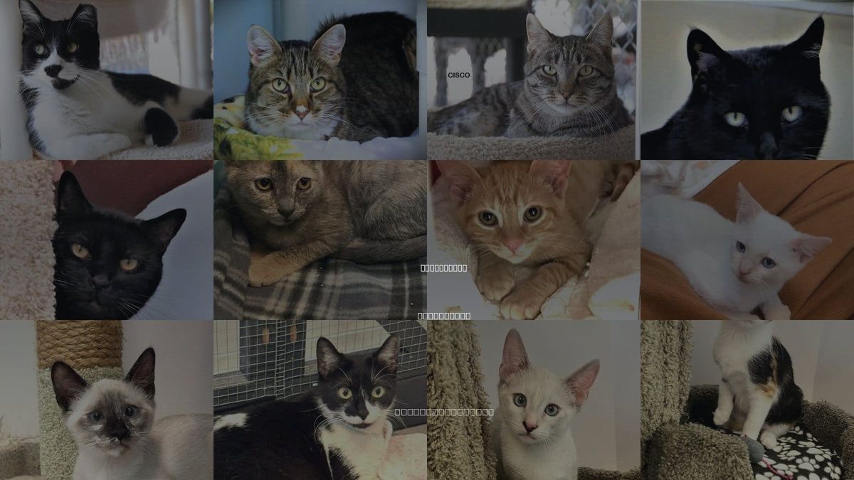 Cats for Adoption in Seal Beach, California