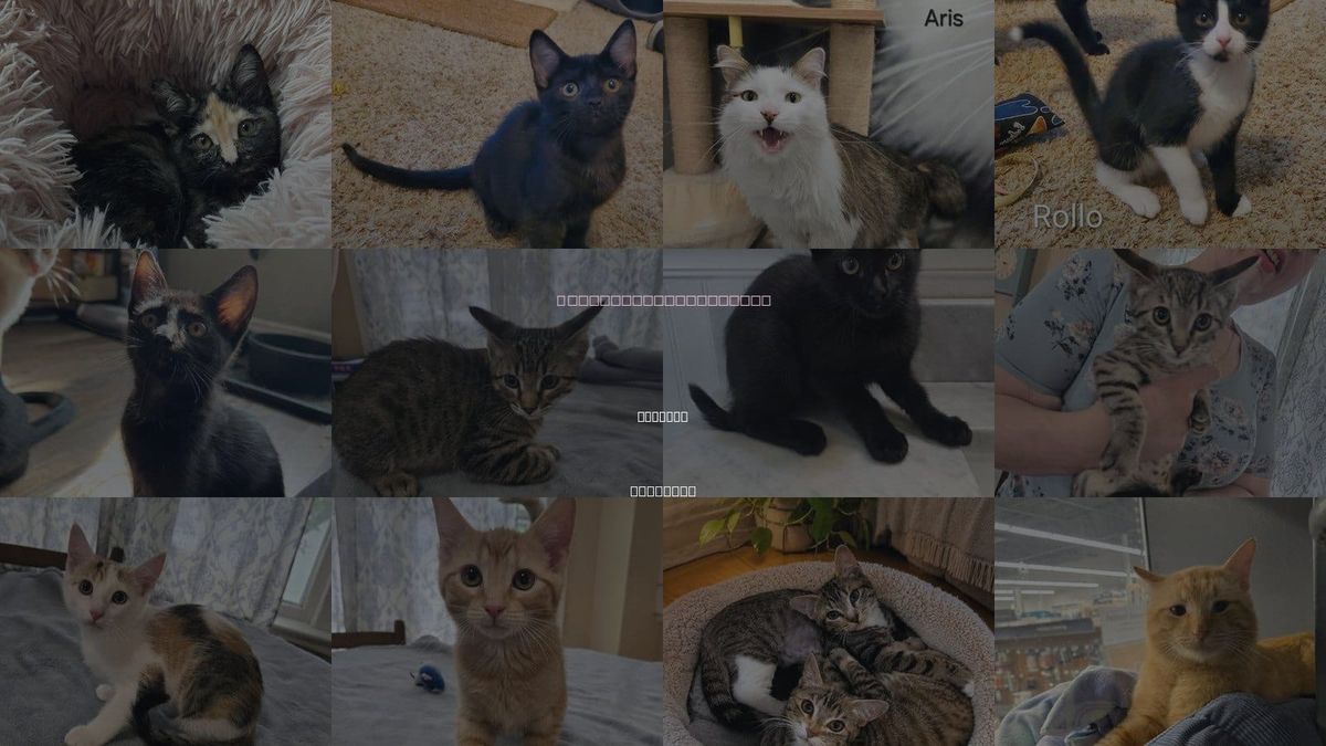 Cats for Adoption in Sedalia, Missouri