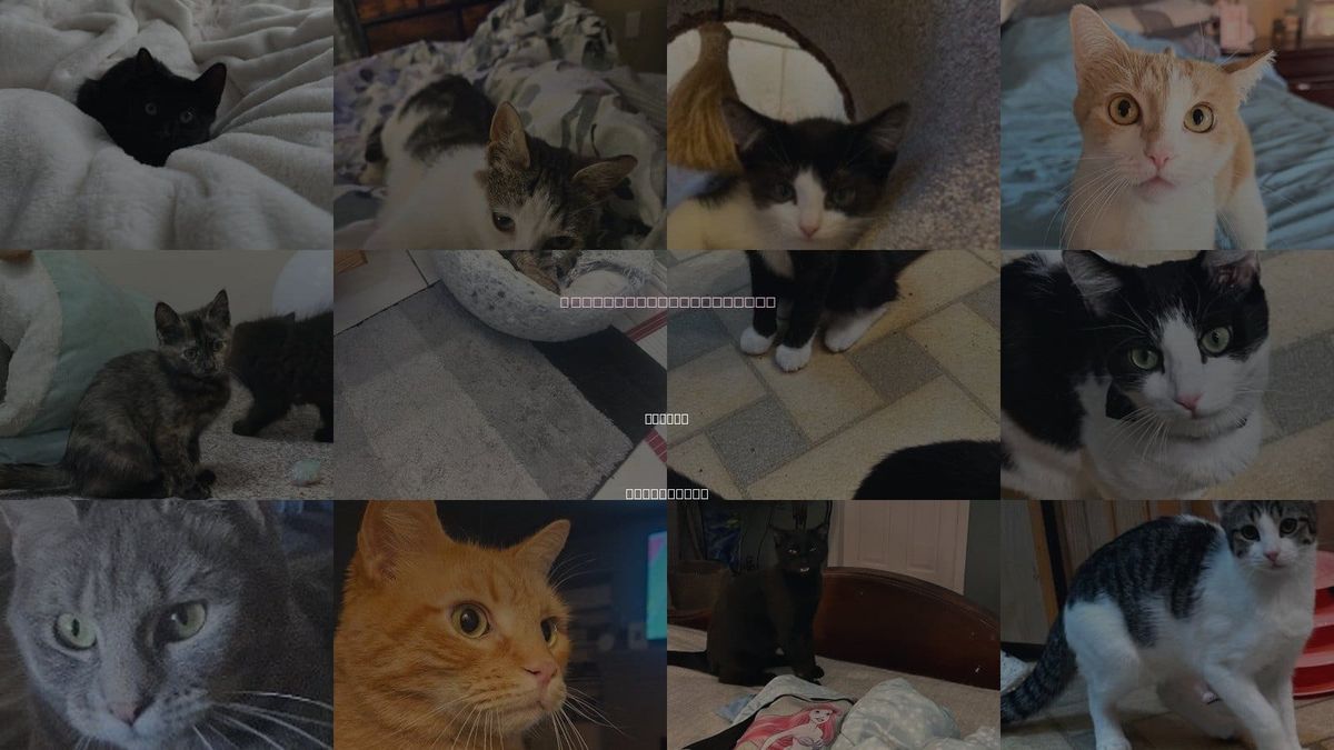 Cats for Adoption in Sewell, New Jersey