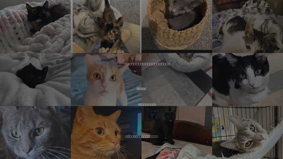Cats for Adoption in Sewell, New Jersey