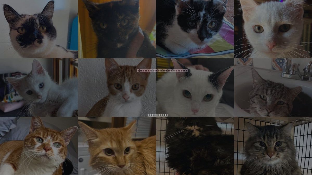Cats for Adoption in Sf, New Mexico