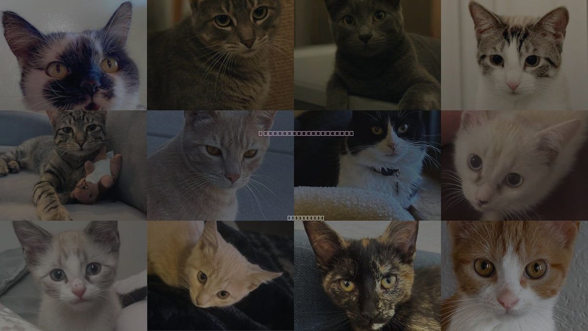 Cats for Adoption in Sf, New Mexico