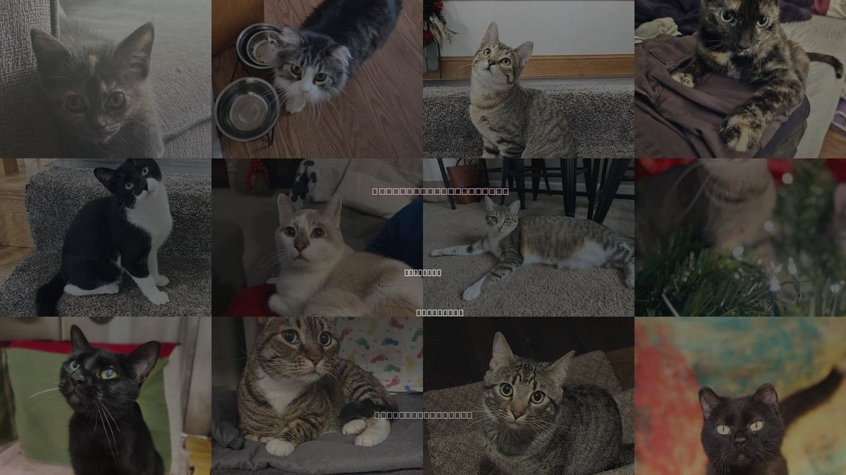 Cats for Adoption in Shakopee, Minnesota