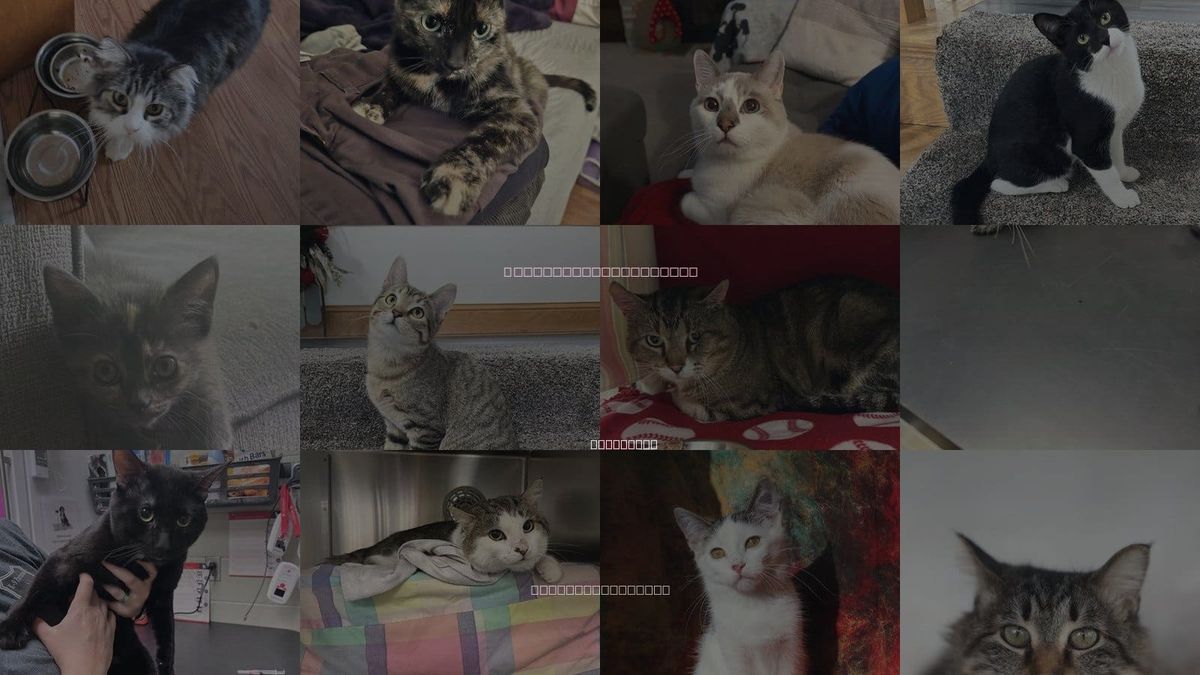 Cats for Adoption in Shakopee, Minnesota