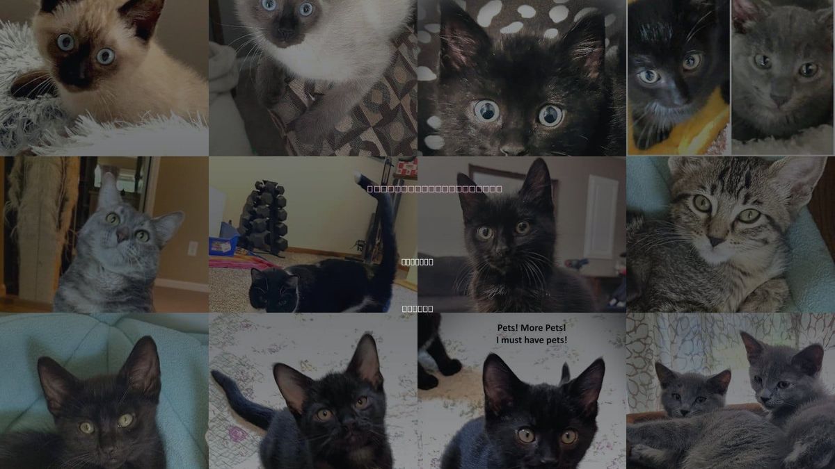 Cats for Adoption in Shawnee, Kansas