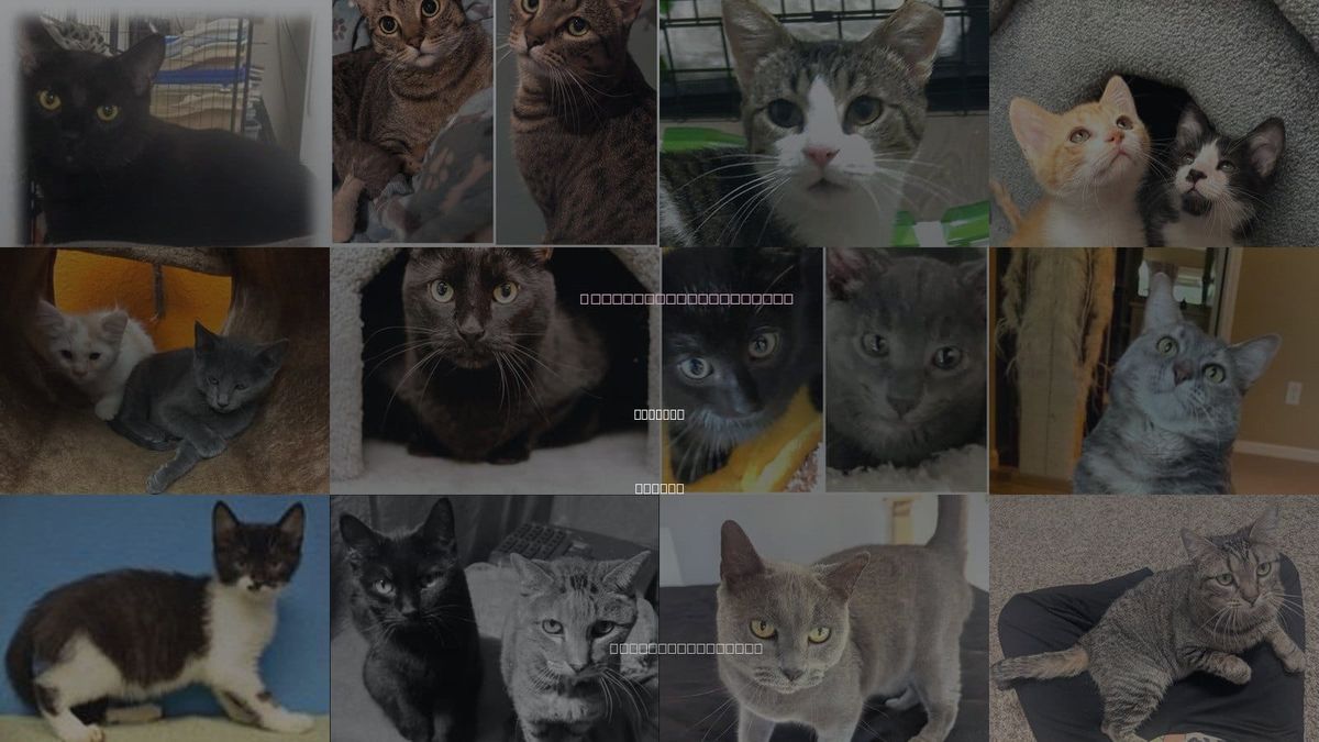 Cats for Adoption in Shawnee, Kansas