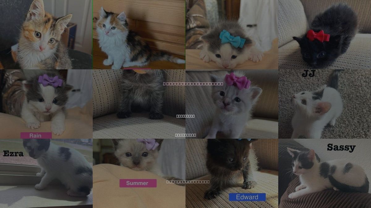 Cats for Adoption in Sheboygan, Wisconsin