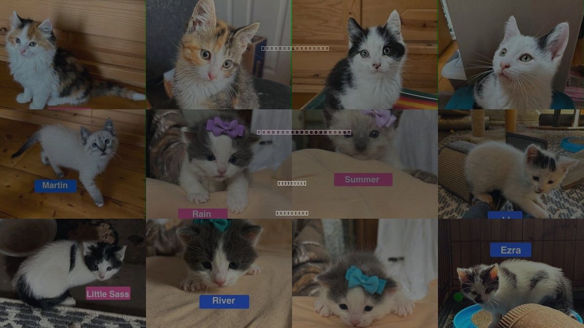 Cats for Adoption in Sheboygan, Wisconsin