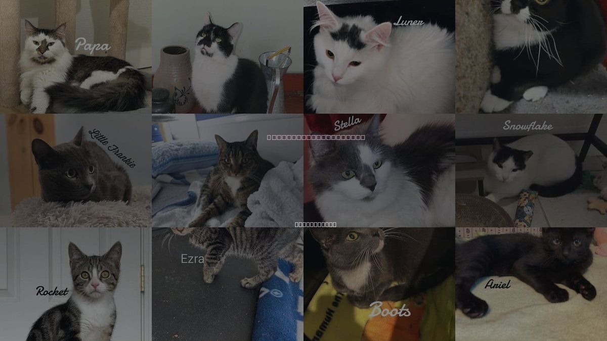 Cats for Adoption in Shelton, Connecticut