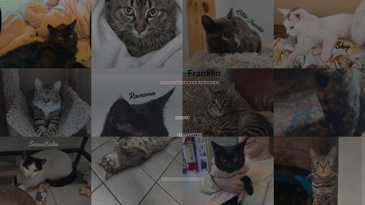 Cats for Adoption in Shelton, Connecticut